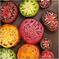 بذر گوجه فرنگی میکس
