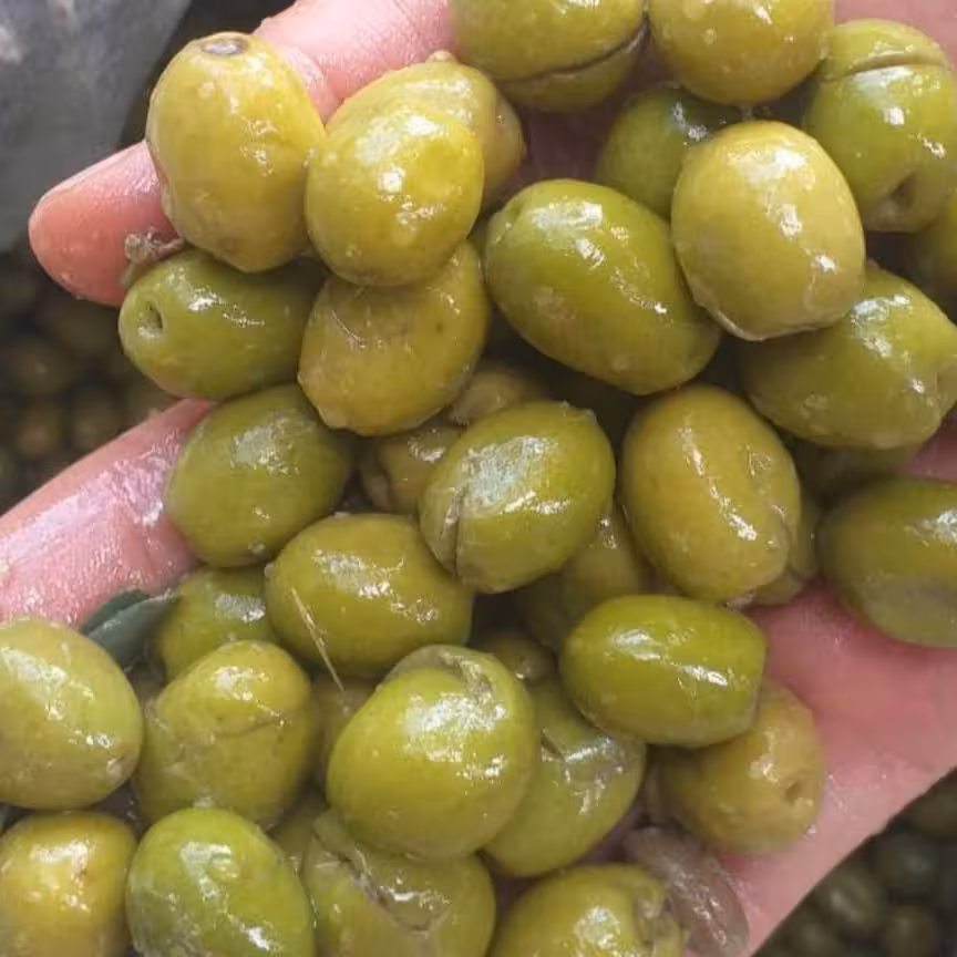 زیتون شکسته