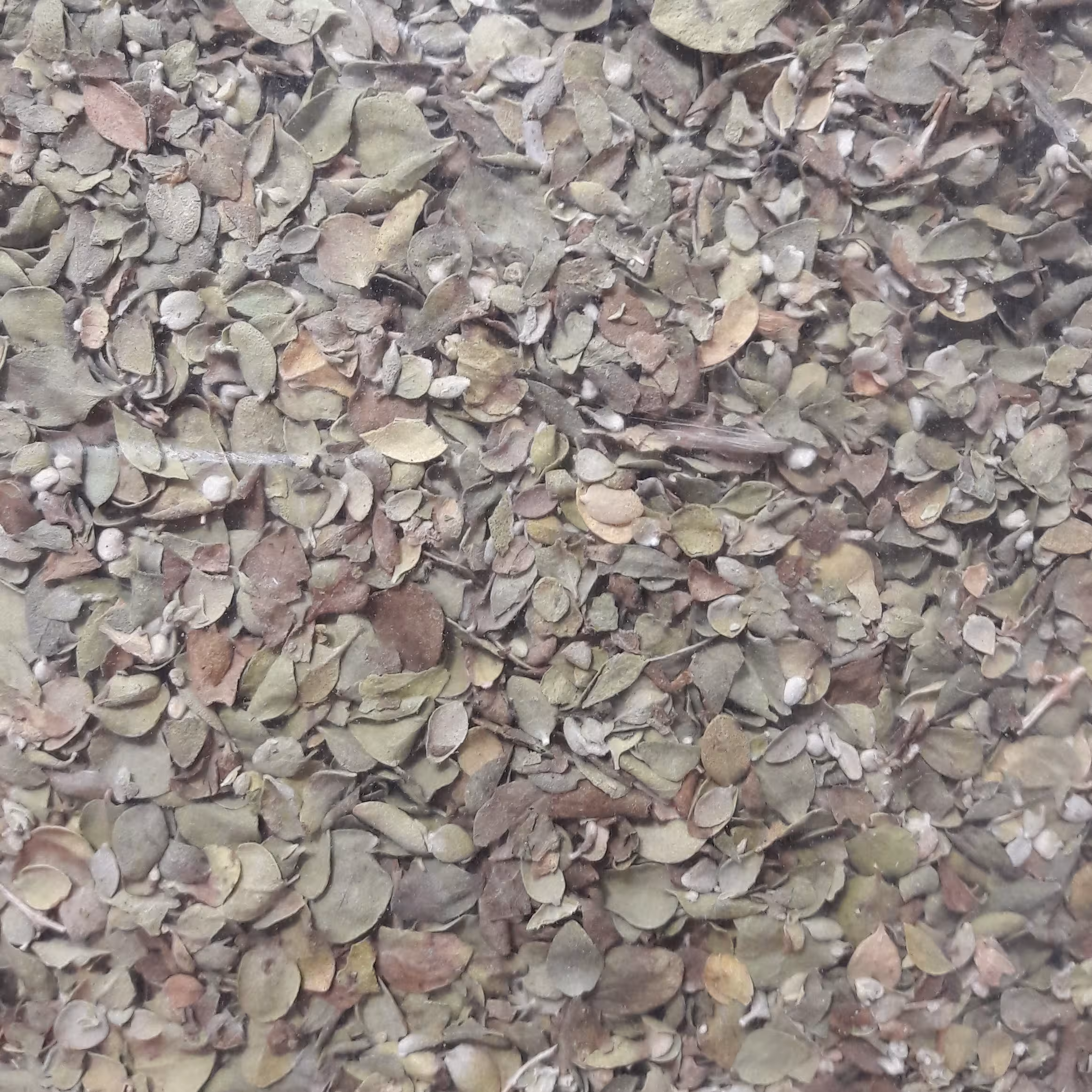 آویشن برگ تمیز و اعلاء 100 گرمی