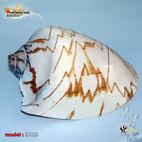 پوسته صدفی حلزون کد B120