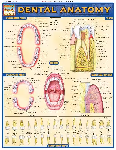 خرید و دانلود نسخه کامل کتاب BarCharts QuickStudy Dental Anatomy