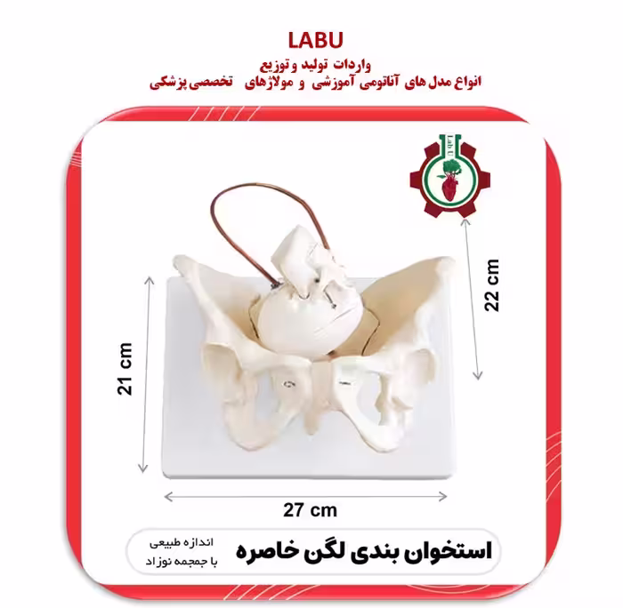 استخوان لگن خاصره زن با جمجه نوزاد