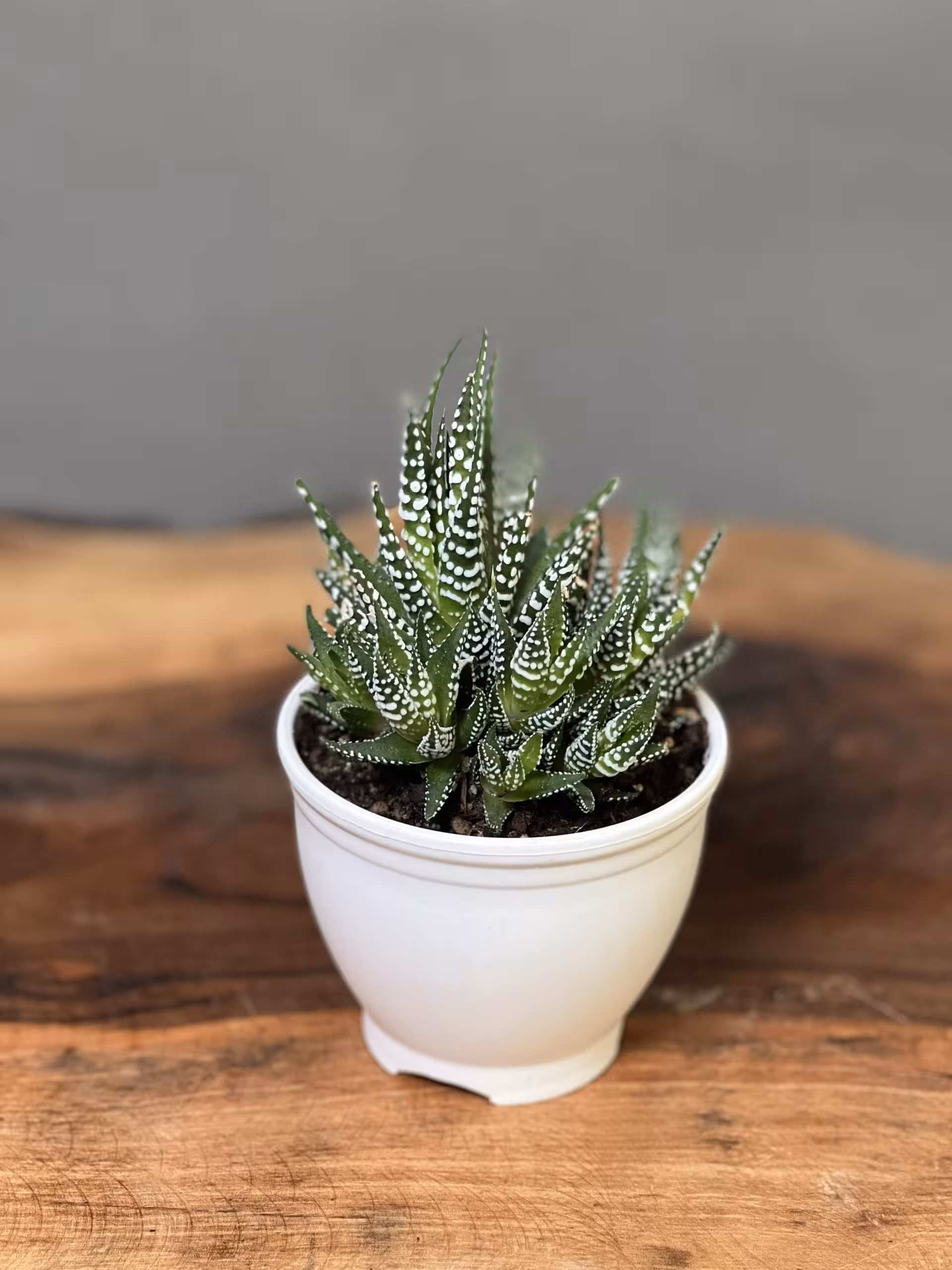 كاكتوس هاورتيا گورخرى (مشخصات، ثبت سفارش و خرید) - فروشگاه آنلاین پلنت لند تهران