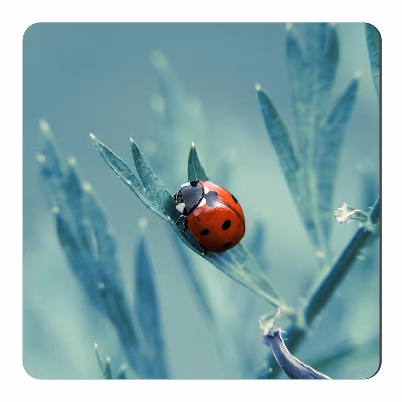 مگنت طرح کفشدوزک کد NIM2065