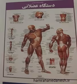 پوستر کالبدشناسی (دستگاه عضلانی)