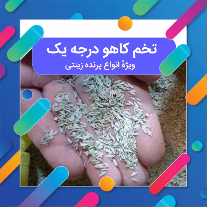 تخم کاهو درجه یک دستچین شده 55 گرمی 
