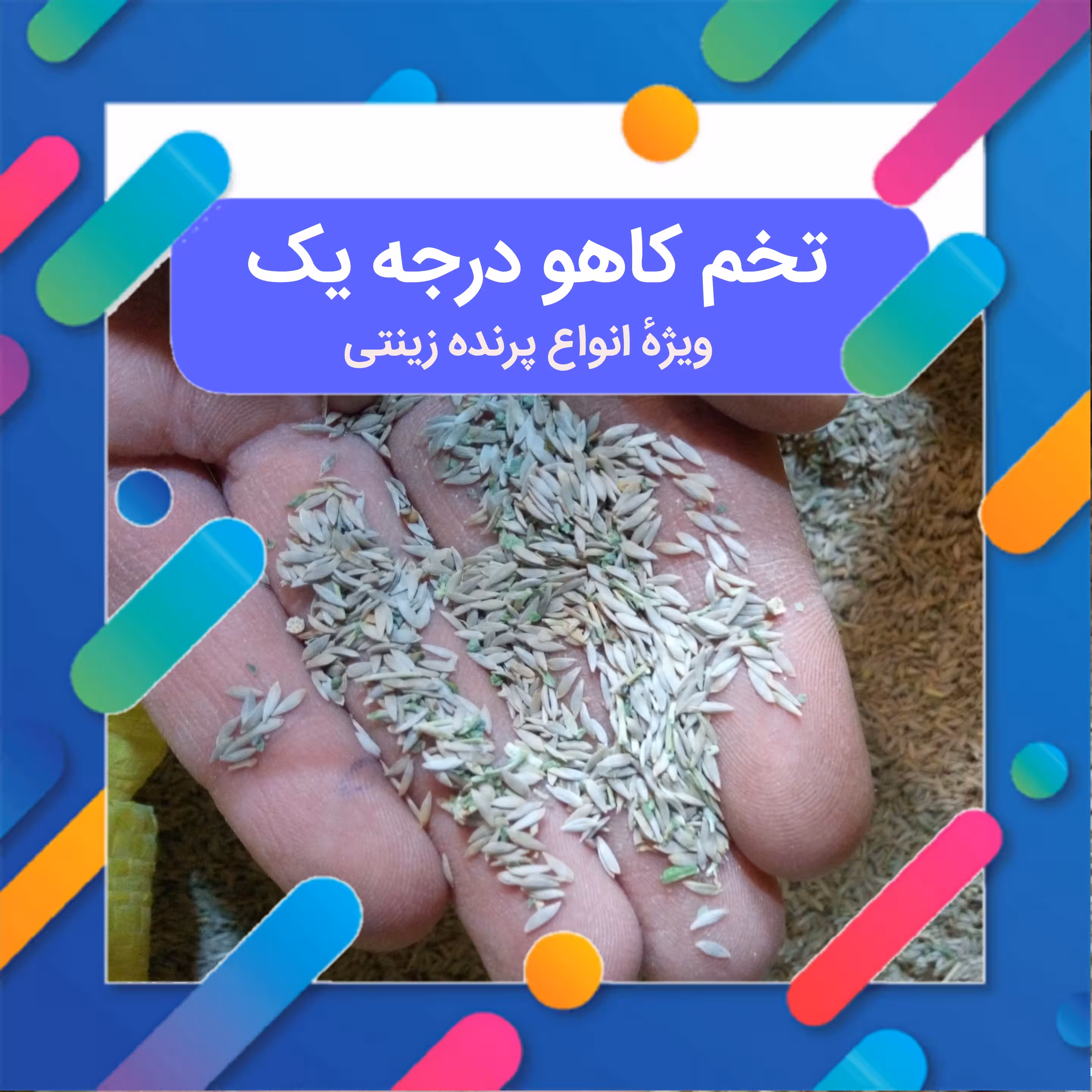 تخم کاهو درجه یک دستچین شده 55 گرمی 