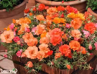 بذر گل ناز آفتابی نارنجی