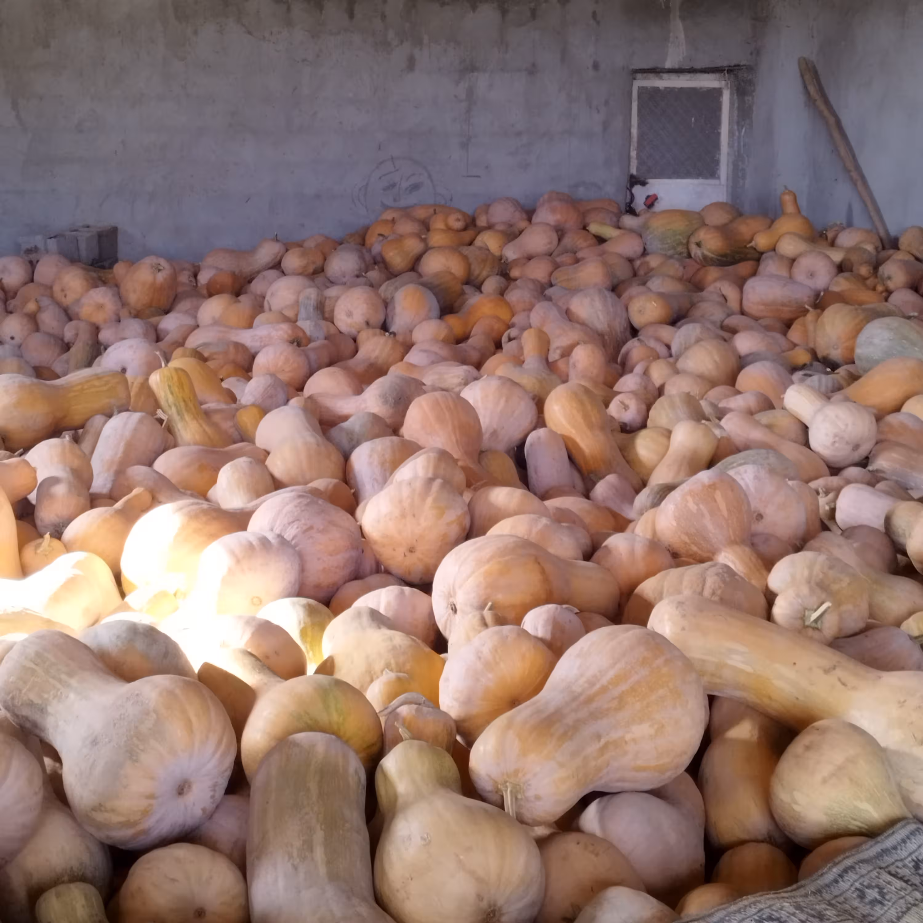 بذر کدو تنبل یا همون کدو حلوایی 