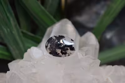 عقیق شجر برزیل