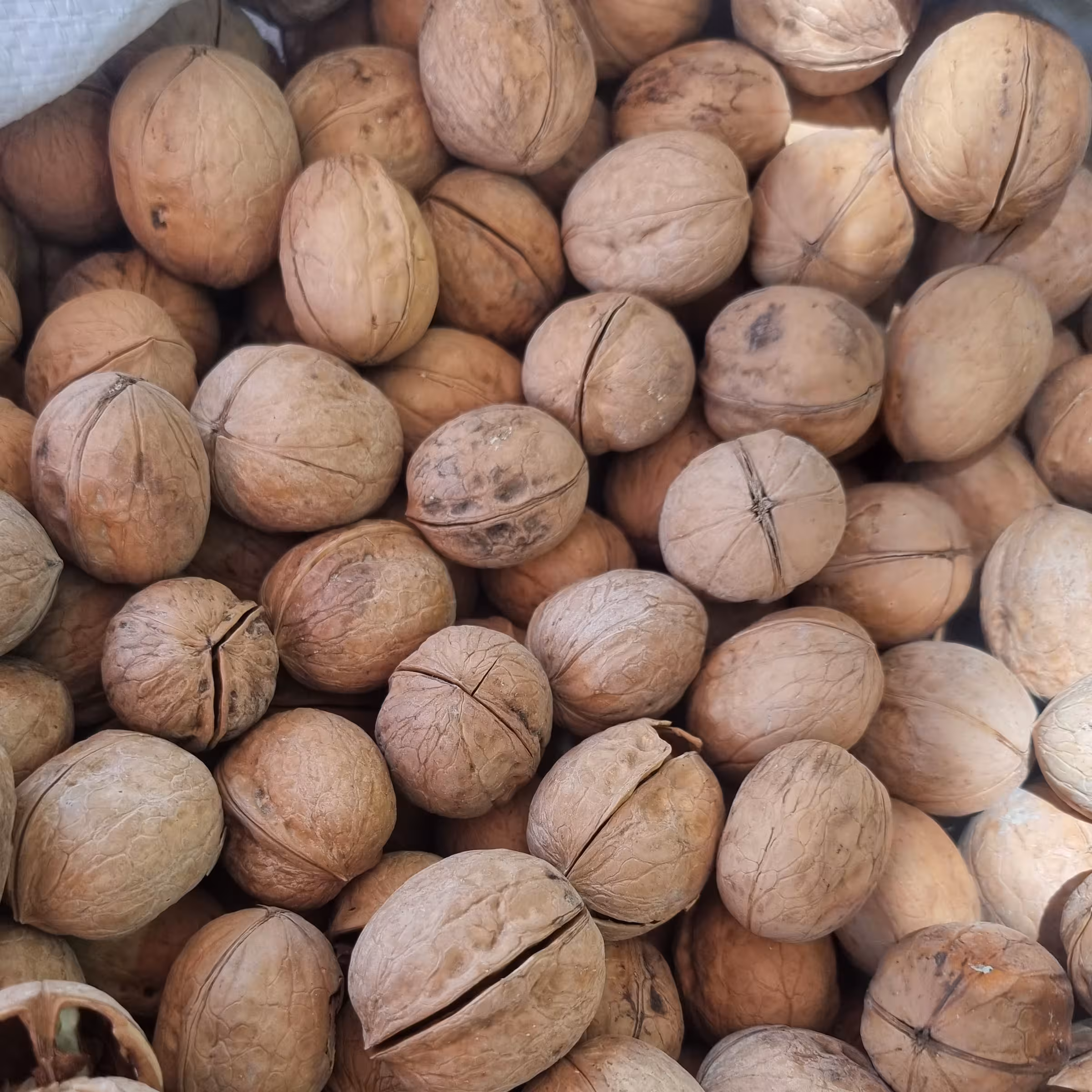 گردو پوست کاغذی 