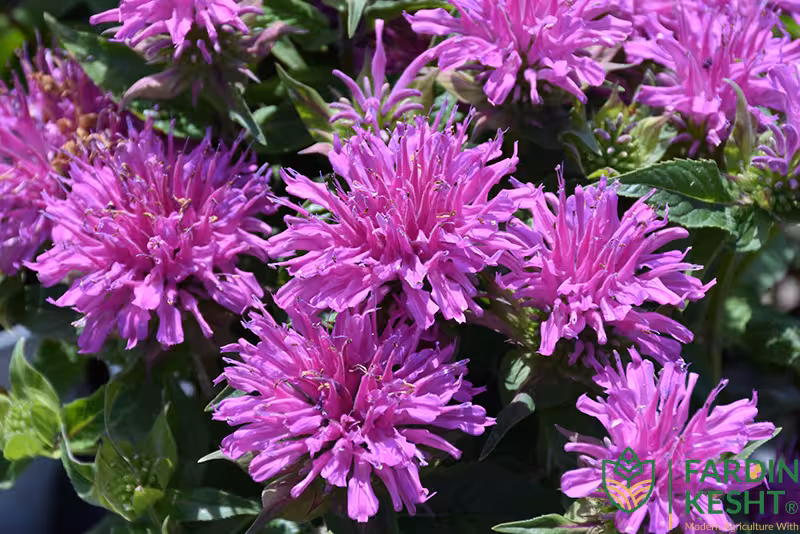 بذر نعنا ترنجی ارغوانی بسته 10 عددی