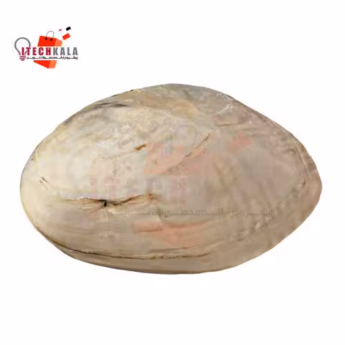 صدف بسیار بزرگ