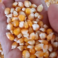 ذرت پفیلا پاپ کورن 1000 گرمی - تازه و درجه یک