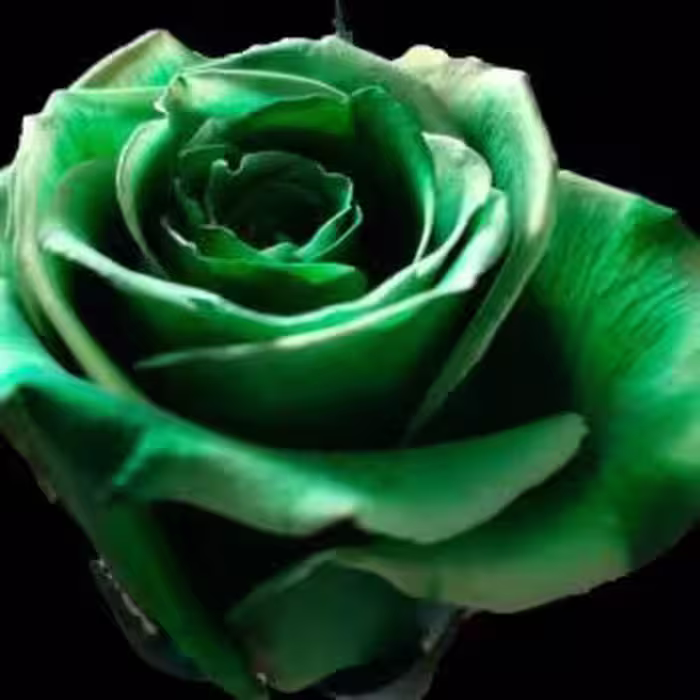 گلدان دکوری مرغ آمین DZ82