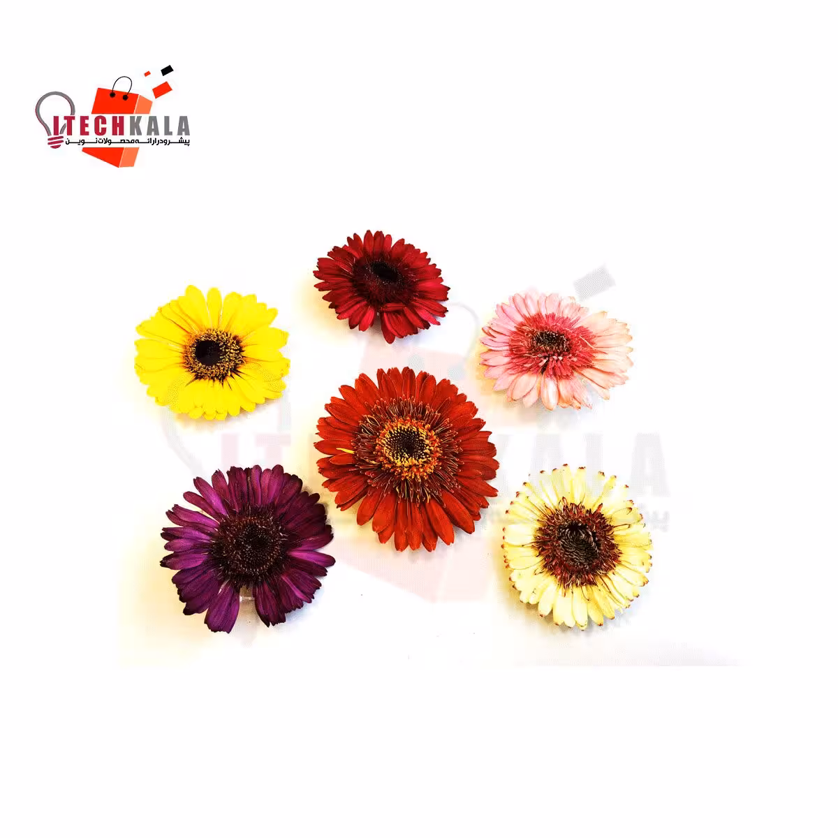 گل خشک طبیعی ژربرا (5 عددی)