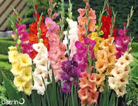 پیاز گل گلایول هلندی میکس