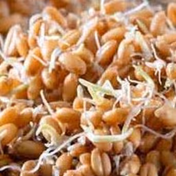 پودر جوانه گندم 100 گرمی
