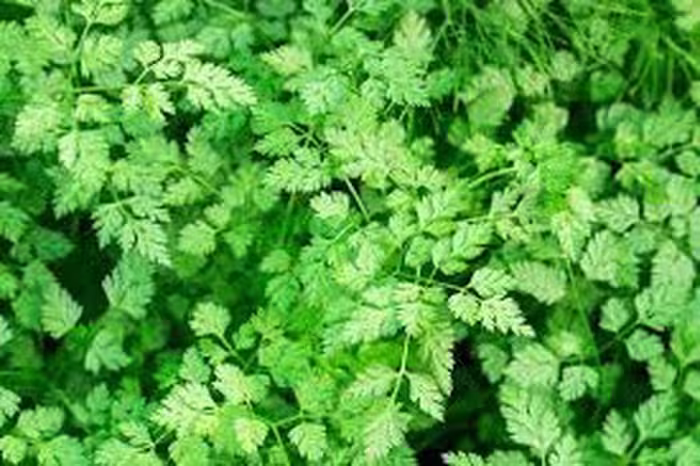 بذر جعفری فرانسوی شیرین و معطر