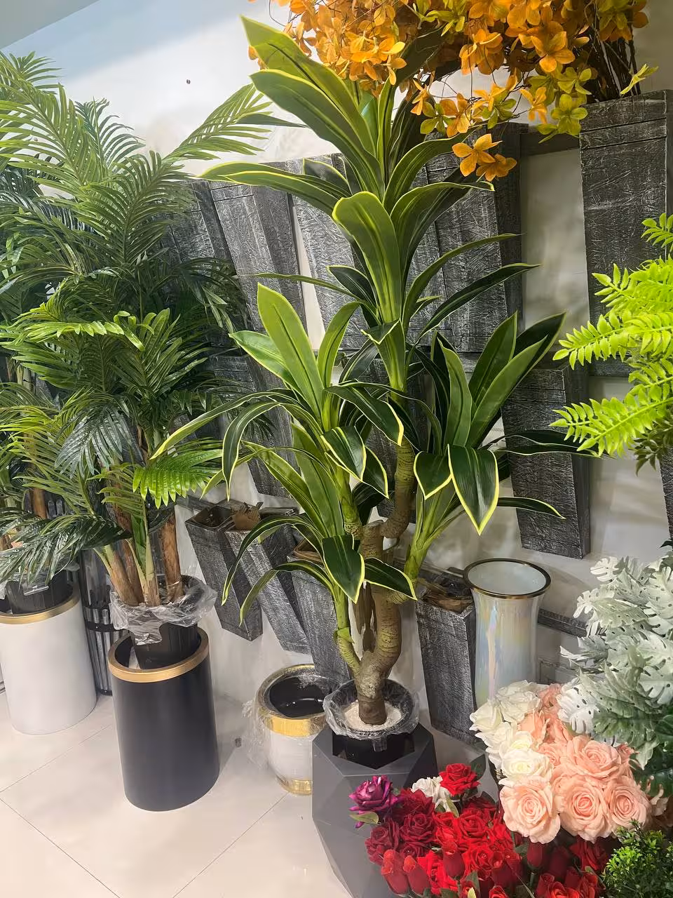 دراسینا سه شاخه حدودا 2 متر