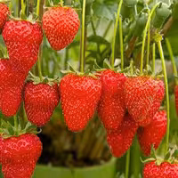 آموزش کشت گلخانه ای توت فرنگی (خاکی)