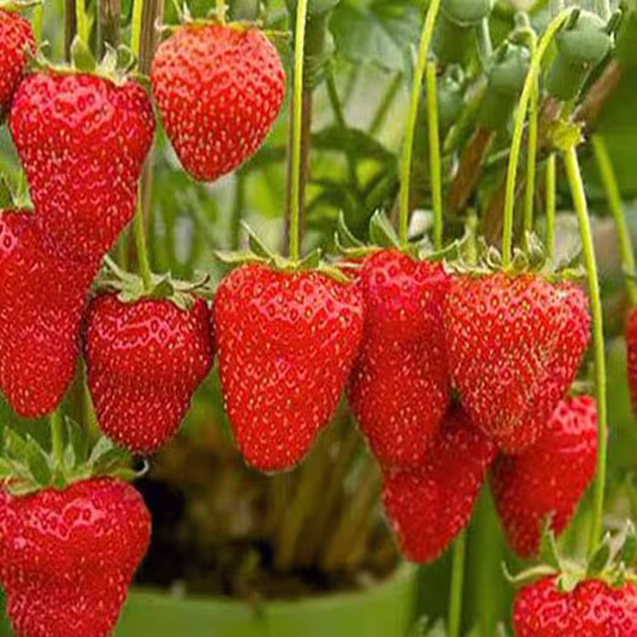 آموزش کشت گلخانه ای توت فرنگی (خاکی)