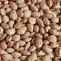 لوبیا چیتی ارگانیک