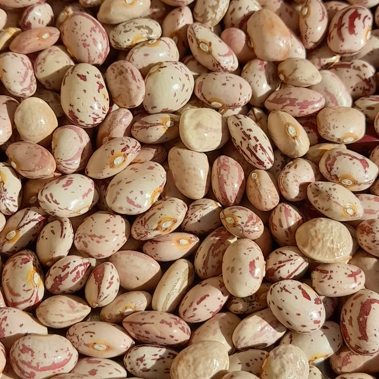 لوبیا چیتی ارگانیک