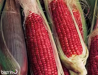بذر ذرت قرمز