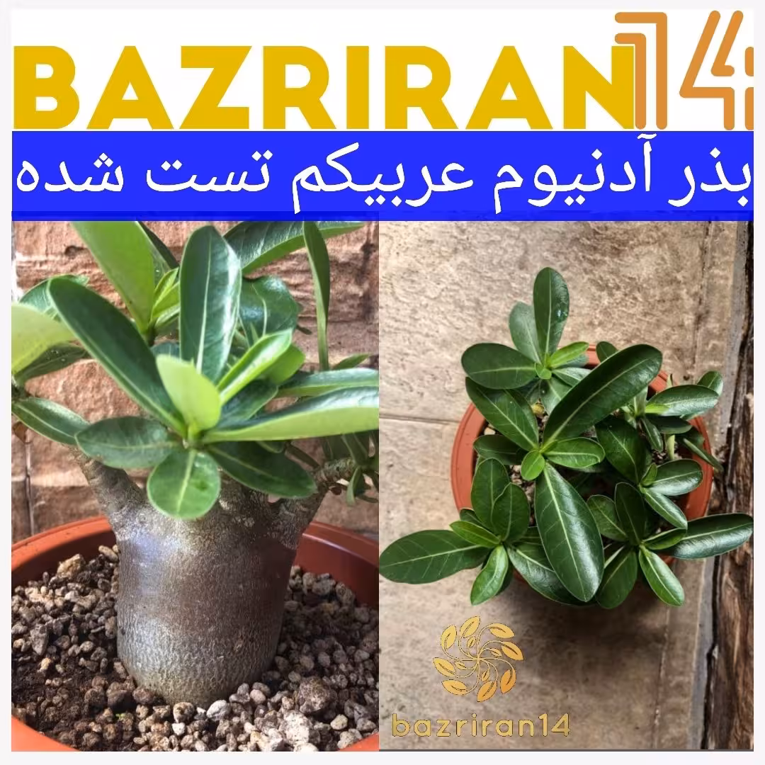 بذر آدنیوم عربیکم باکیفیت بسیار بالا بسته 2عددی