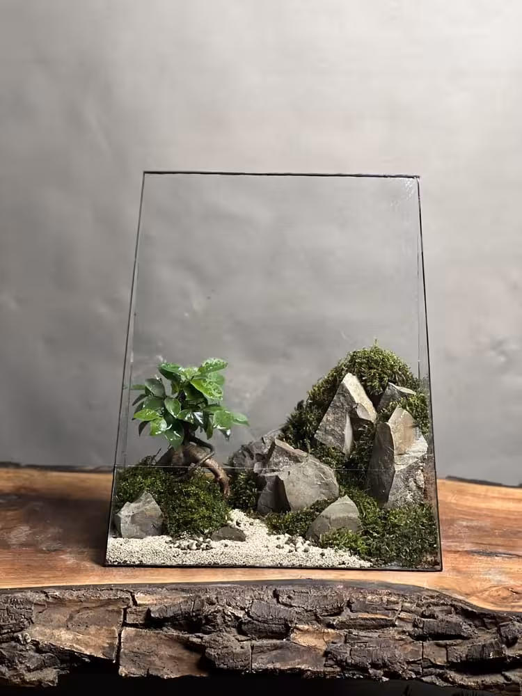 خرید تراریوم بنسای فیکوس طرح برمودا پلاس ارسال فوری به تهران و سراسر ایران