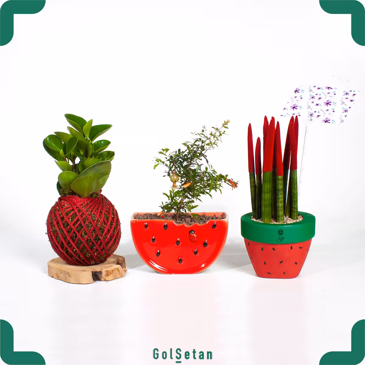 پکیج گیاهان شب یلدا (پکیج 4 تایی)