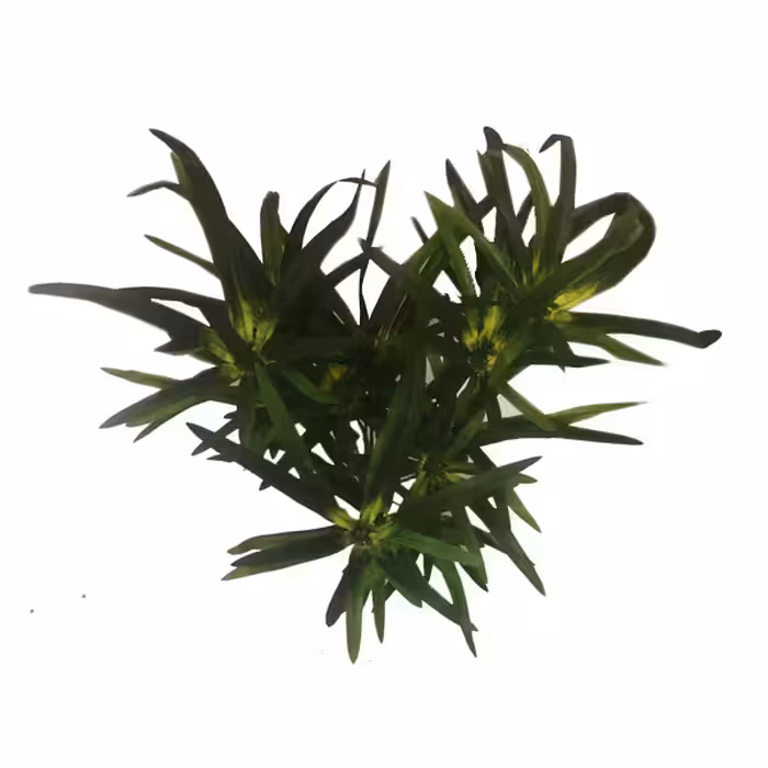 گل مصنوعی مدل نخل مردابی کد 12 