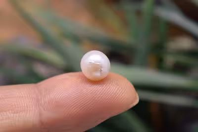 مروارید استرالیا