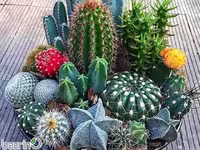 بذر کاکتوس میکس (ترکیبی از انواع مختلف)