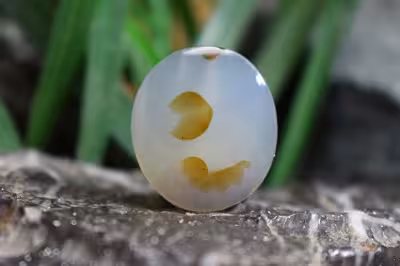 عقیق شجر برزیل