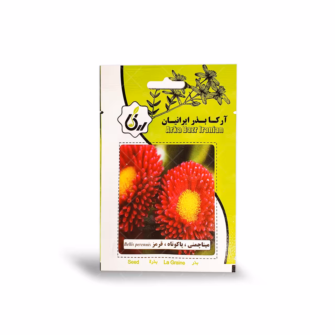 بذر گل مینا چمنی پاکوتاه قرمز آرکا بذر ایرانیان