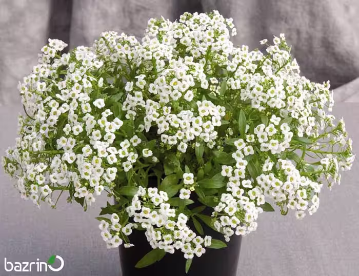 بذر گل آلیسوم سفید (گل عسل)