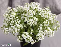 بذر گل آلیسوم سفید (گل عسل)
