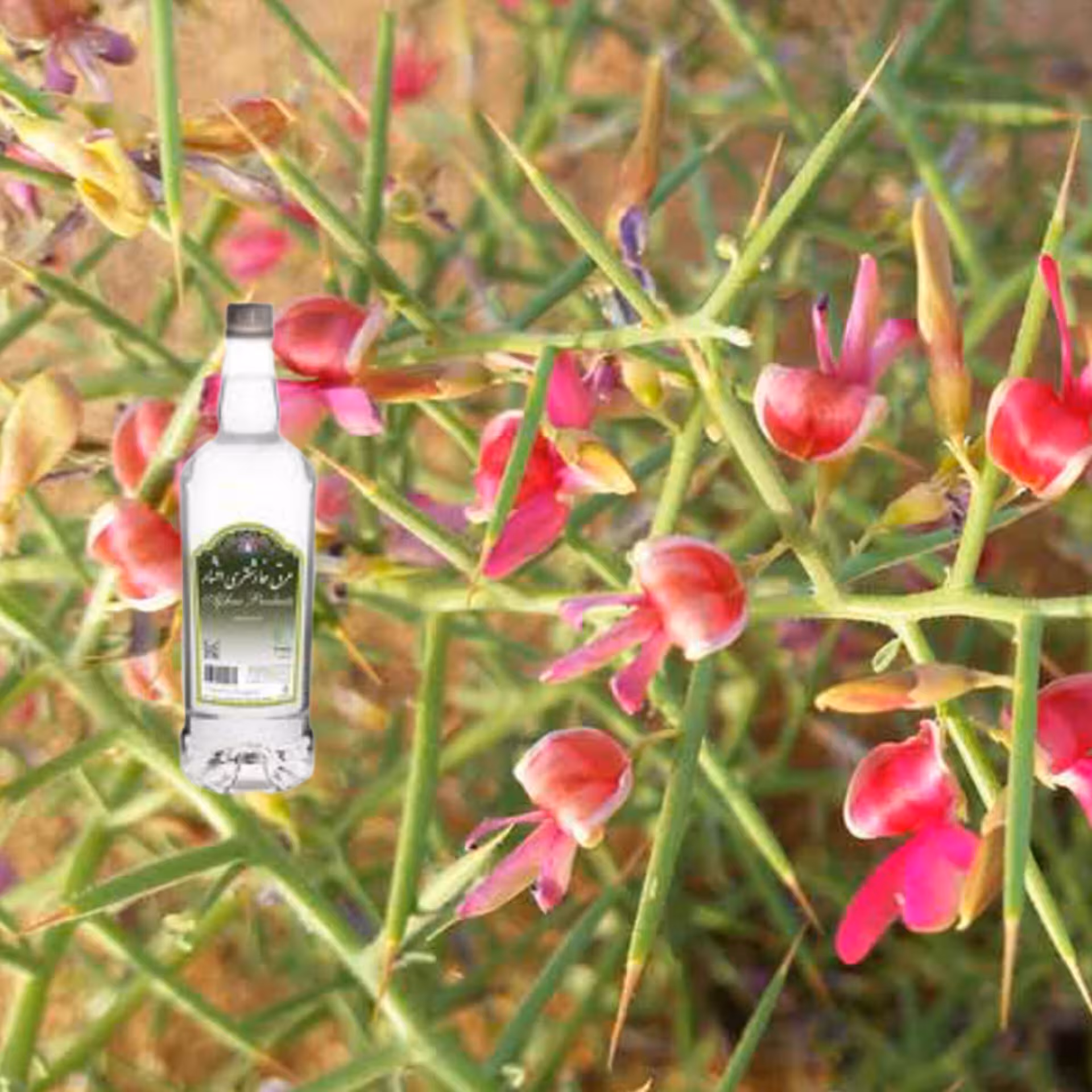 عرق خارشتر  چهار لیتر