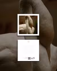 کارت پستال فلامینگو 2