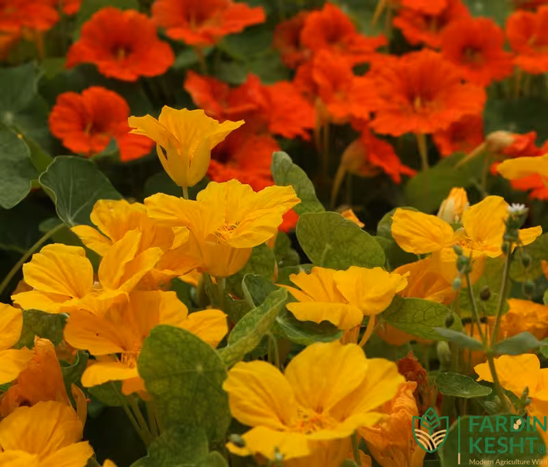 بذر گل لادن خوراکی بسته 25 عددی