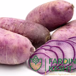 بذر تربچه ارغوانی هیبرید بسته 20عددی