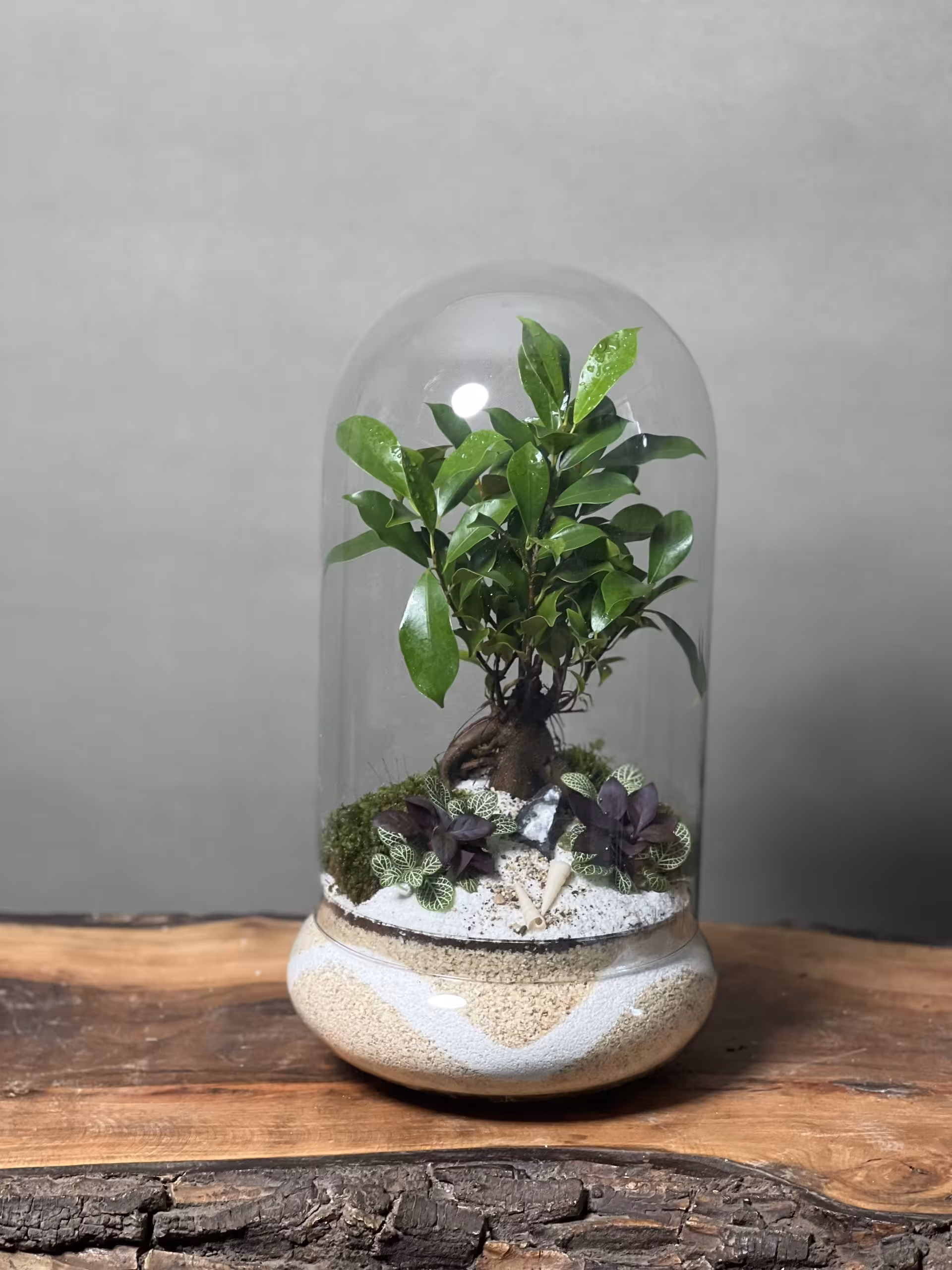 خرید تراریوم بونسای فیکوس طرح میلکی به بهترین قیمت بازار