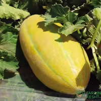 بذر خربزه مشهدی ثامن بسته 20 عددی