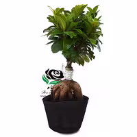 بونسای فیکوس سایز 12