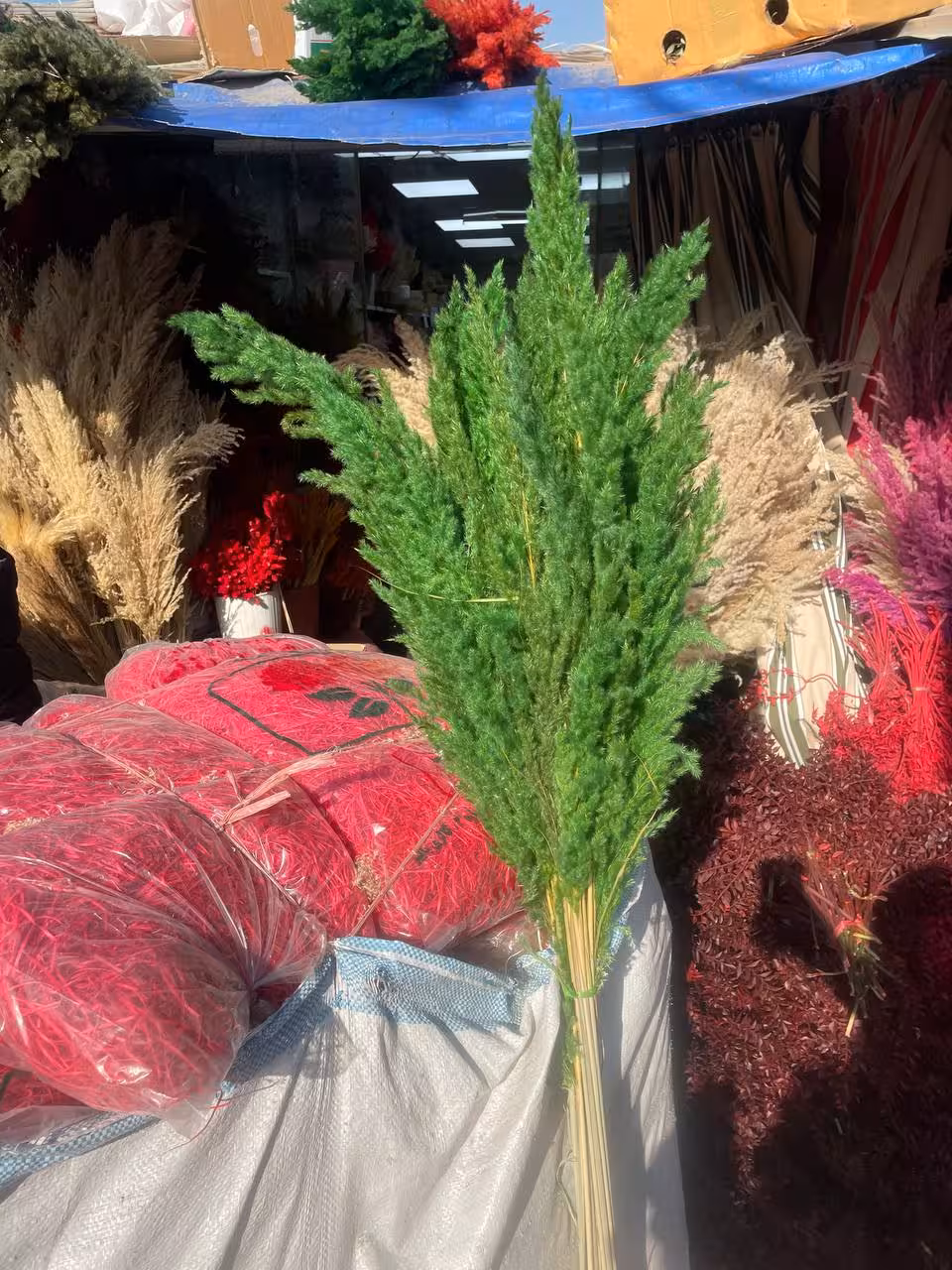 گل خشک پامپاس سبز(دسته 10عددی)
