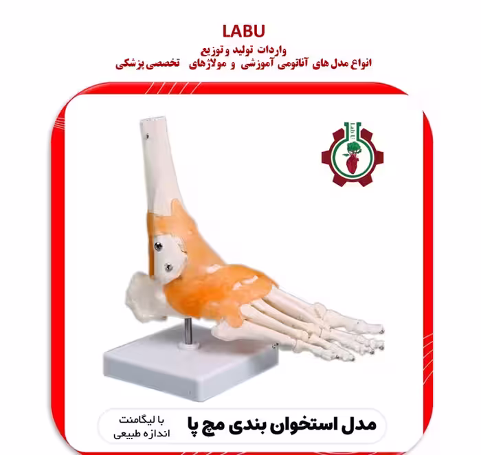 استخوان بندی اسکلت مچ پا انسان (با لیگامنت)