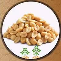 بادام زمینی پوست کنده سورت شده درجه یک یک کیلوگرمی مناسب برای کره گیری