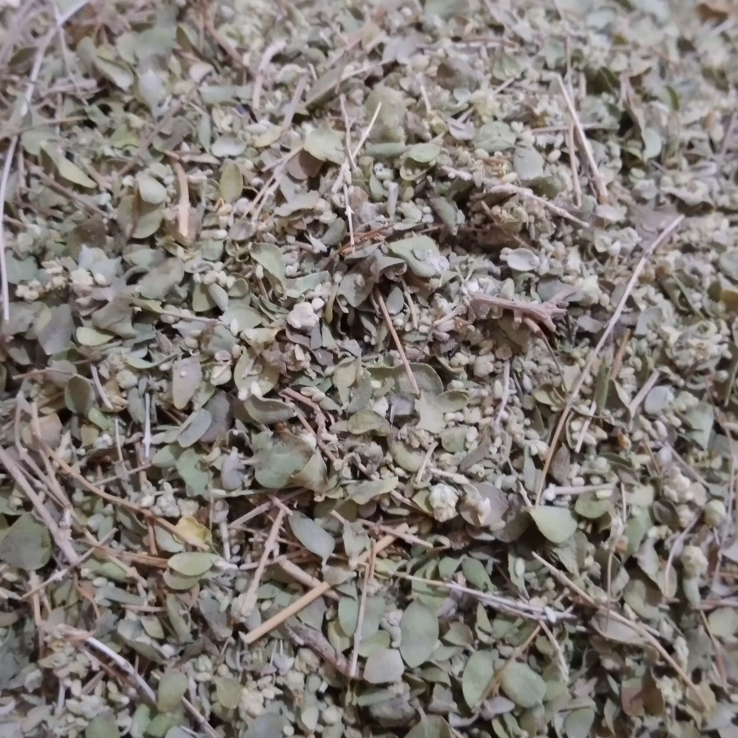 زعتر (آویشن)